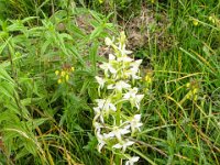 002   Zweiblaettrige Waldhyazinthe (Platanthera bifolia)