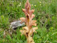 003   Quendel-Sommerwurz (Orobanche alba)