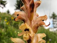 004   Quendel-Sommerwurz (Orobanche alba)