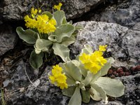 005   Petergstamm Aurikel (Primula auricula)