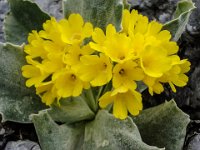 006   Petergstamm Aurikel (Primula auricula)