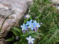 009   Alpen Vergissmeinicht (Myosotis alpestris)