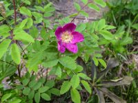 010   Hunds-Rose (Rosa canina)