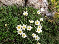 011   Silberwurz (Dryas octopetala)