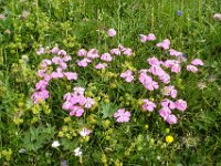 013   Alpen-Nelke (Dianthus alpinus)