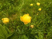 017   Trollblume (Trollius europaeus)