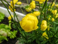 018   Trollblume (Trollius europaeus)