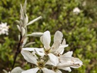 020   Gewoehnliche Felsenbirne (Amelanchier ovalis)