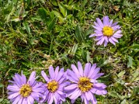 021   Alpen-Aster (Aster alpinus)