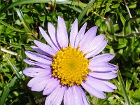 022   Alpen-Aster (Aster alpinus)