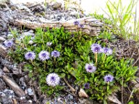 023   Nacktstaengelige Kugelblume (Globularia nudicaulis)