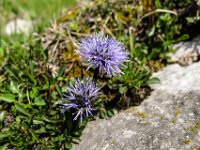 024   Herzbaltt Kugelblume (Globularia cordifolia 'Alba')