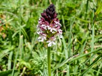 027    Brand-Knabenkraut (Orchis ustulata)