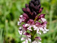 028   Brand-Knabenkraut (Orchis ustulata)