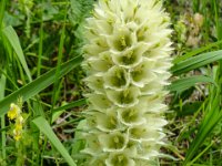 029   Strauss-Glockenblume (Campanula thyrsoides)