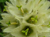 030   Strauss-Glockenblume (Campanula thyrsoides)