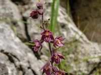 031   Braunrote Stendelwurz (Epipactis atrorubens)