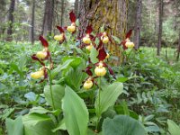032   Frauenschuh (Cypripedium calceolus)