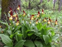 033   Frauenschuh (Cypripedium calceolus)