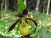 034   Frauenschuh (Cypripedium calceolus)