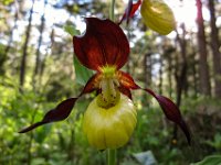 035   Frauenschuh (Cypripedium calceolus)