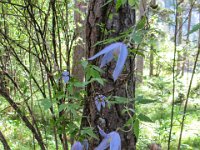 036   Alpen-Waldrebe (Clematis alpina)