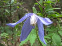 037   Alpen-Waldrebe (Clematis alpina)