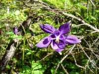 039   Schwarzviolette Akelei (Aquilegia atrata)