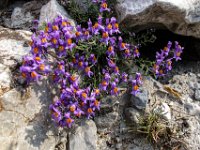 040   Alpen-Leinkraut (Linaria alpina)