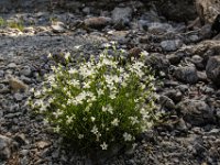 041   Oesterreichische Miere (Minuartia austriaca)