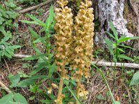 042   Vogel-Nestwurz (Neottia nidus-avis)