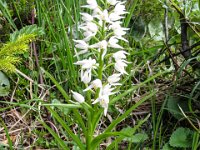 043   Gruenliche Waldhyazinte (Platanthera chlorantha)