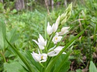 044   Weisses Waldvoegelein (Cephalanthera damasonium)