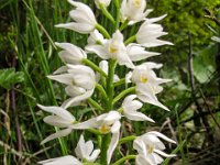 045   Weisses Waldvoegelein (Cephalanthera damasonium)