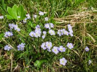 046     Alpen-Lein (Linum alpinum)