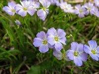 047   Alpen-Lein (Linum alpinum)
