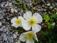 048   Alpen-Mohn (Papaver alpinum)
