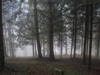 001   Im Nebel geht es von zu Hause zum Berger Sattel