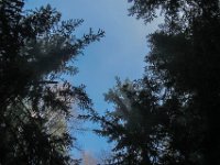 004   ein Blick zum Himmel, noch etwas Nebel