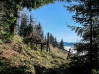 009   raus aus dem Wald und hinein in die Sonne