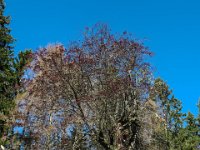 011   ein schoener Baum