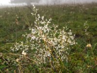 040   die Graeser sind voll von Wassertropfen