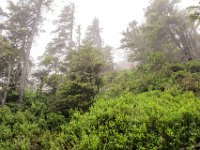 005 tropische Urwaldlandschaft