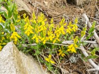 003   unterwegs Zwergginster oder doch eine Kleesorte