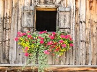 0012 - mit schoenen Blumen