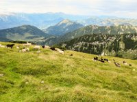 0056 - beim Abstieg kommen wir zu einer Schafherde