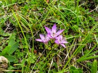 0058 -Deutscher Enzian