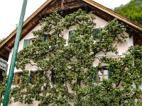 0076 - die Birnen sind bald reif