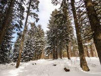 005-der Weg ist im Winter um vieles schoener als im Sommer,im Wald nach oben