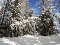 006-fuer diesen Baum war der Sturm in Verbindung mit dem Schnee etwas zu viel